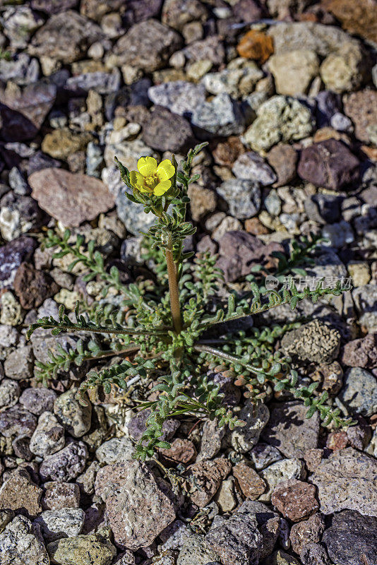 白门采莲(Mentzelia albicaulis)是洛桑科的一种开花植物，发现于死亡谷。